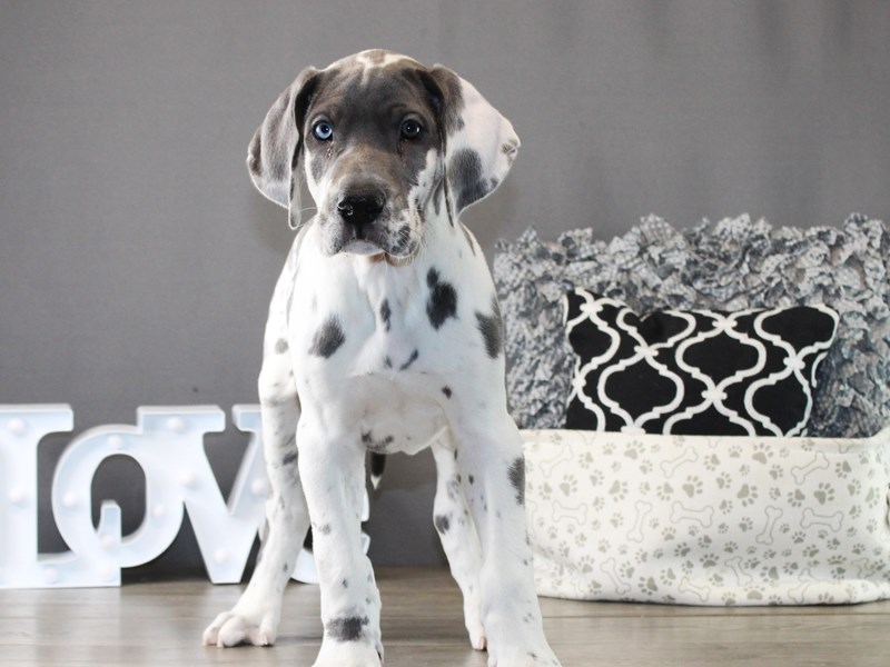 Great Dane – 20015