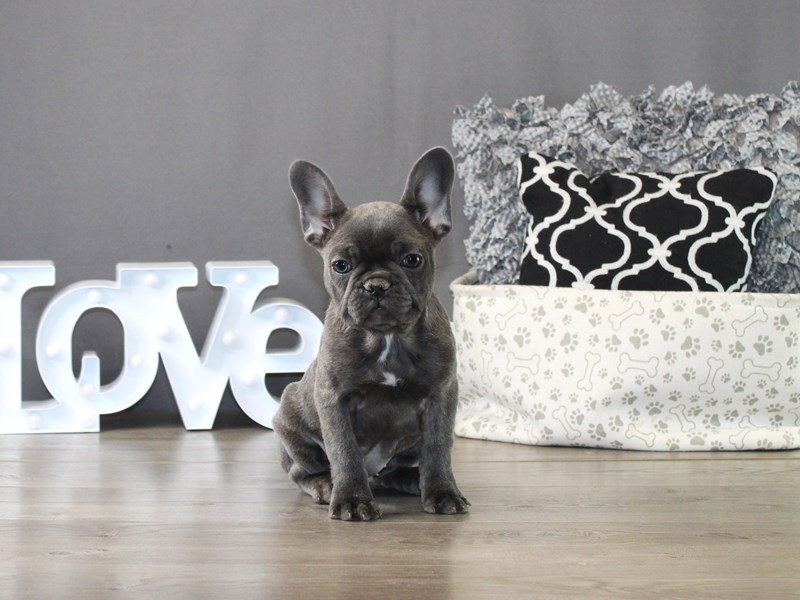 French Bulldog – 20011