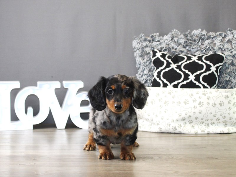 Dachshund – 20009