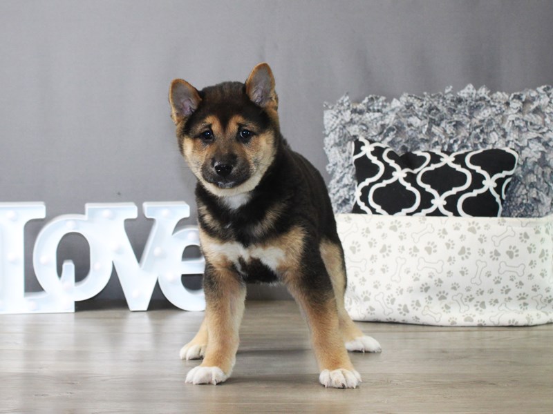 Shiba Inu – 19912
