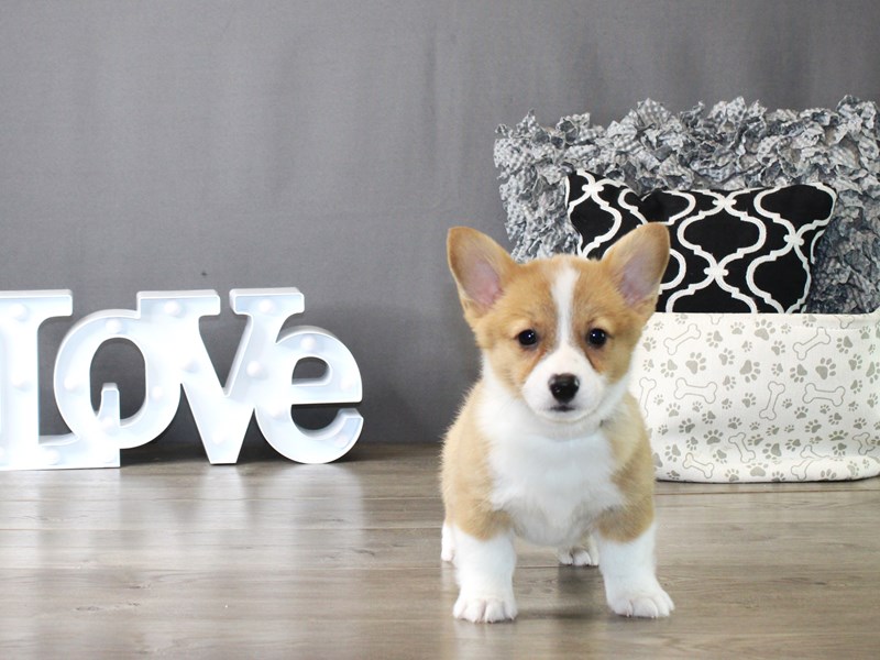 Pembroke Welsh Corgi – 19969