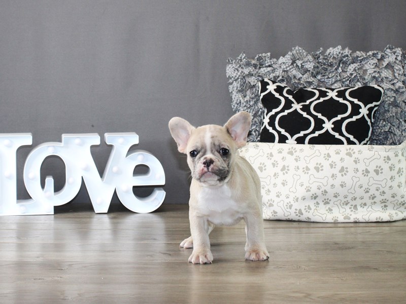 French Bulldog – 19961