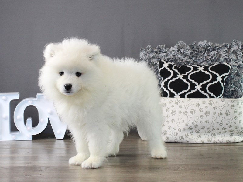 Samoyed – 19982
