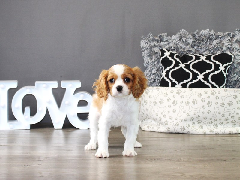 Cavalier King Charles Spaniel – 19994