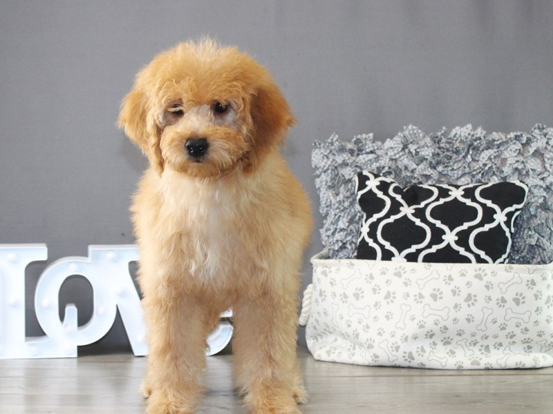 Mini Goldendoodle – 20022