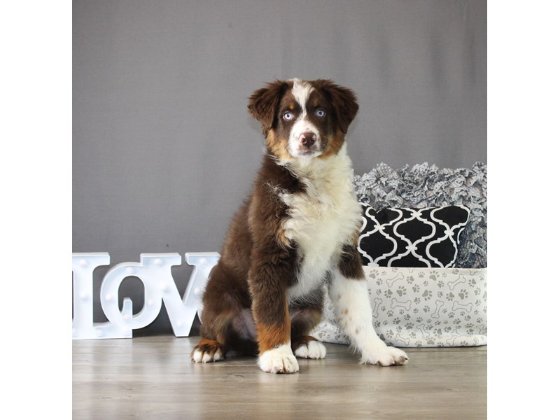 Australian Shepherd – 20013