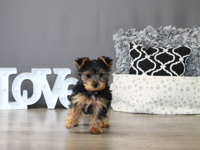 Yorkshire Terrier – 20018