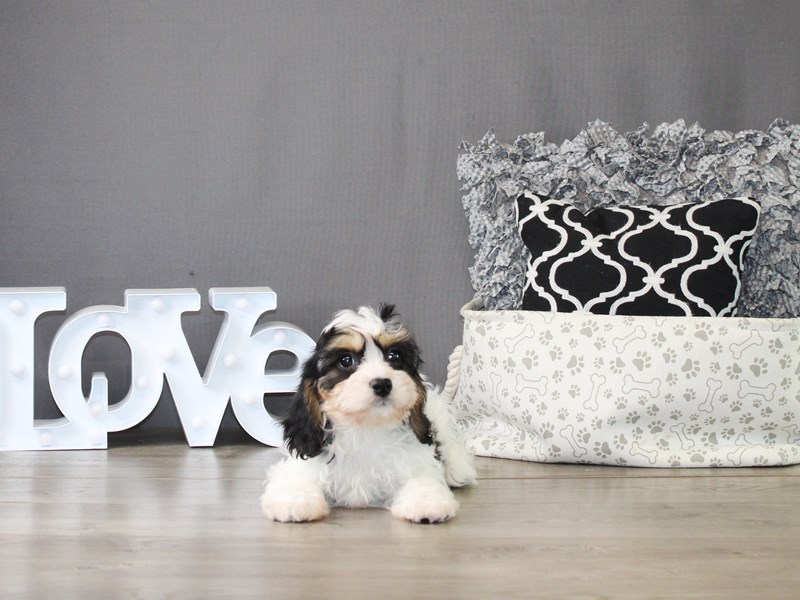 Cavachon – 20042