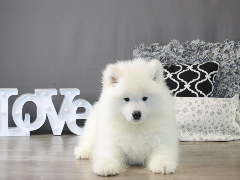 Samoyed – 20032