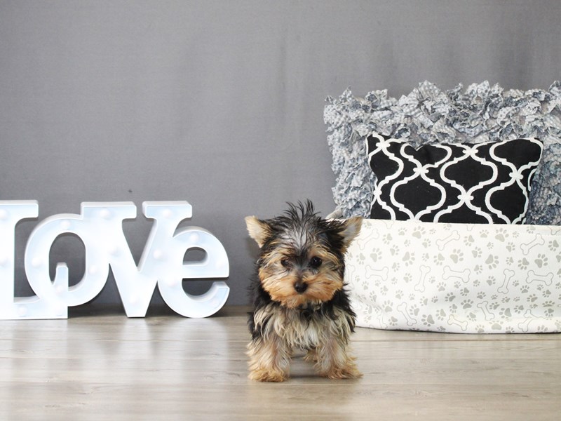 Yorkshire Terrier – 20038