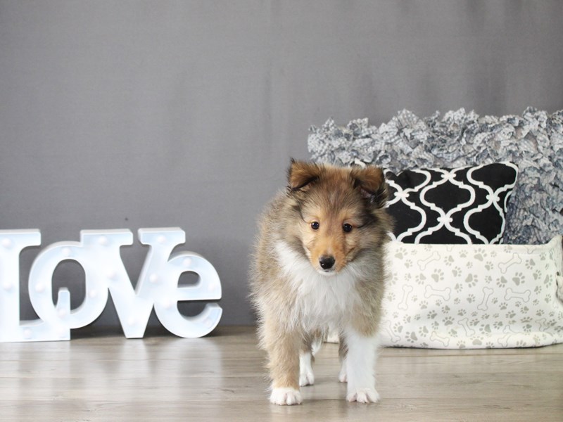 Shetland Sheepdog – 20033