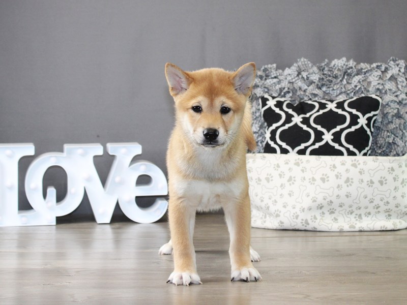 Shiba Inu – 20034