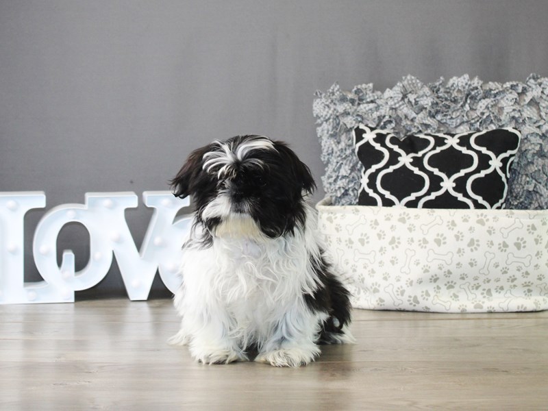 Shih Tzu – 20035