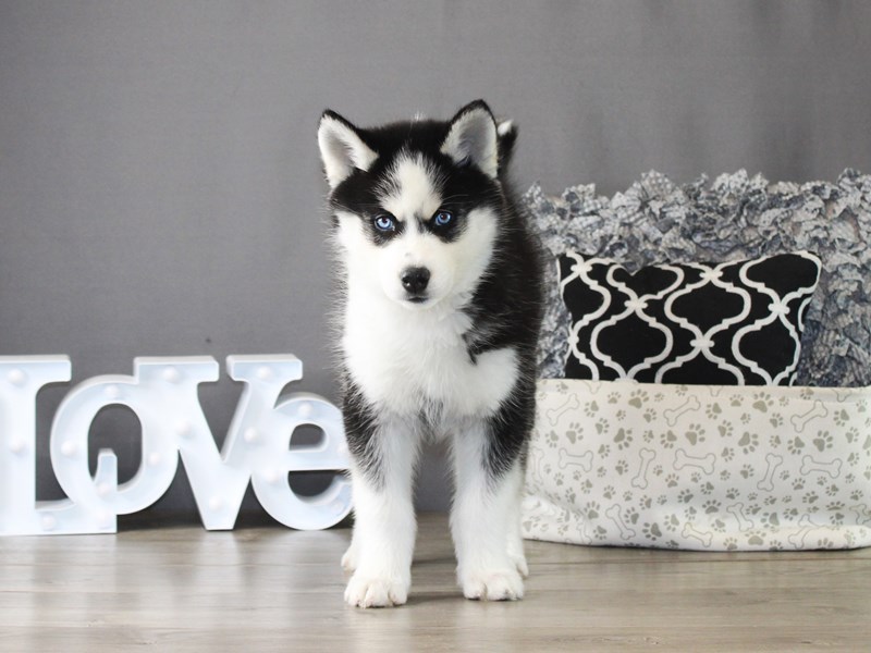 Siberian Husky – 20036
