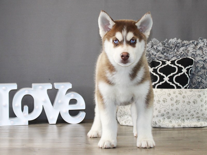 Siberian Husky – 20037