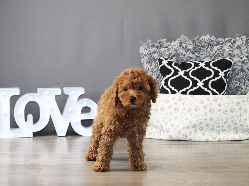 Poodle – 20030