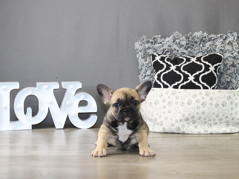 French Bulldog – 20027