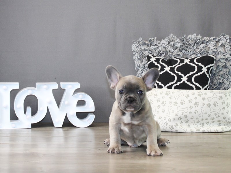 French Bulldog – 20028