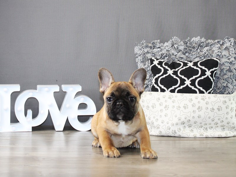 French Bulldog – 20029