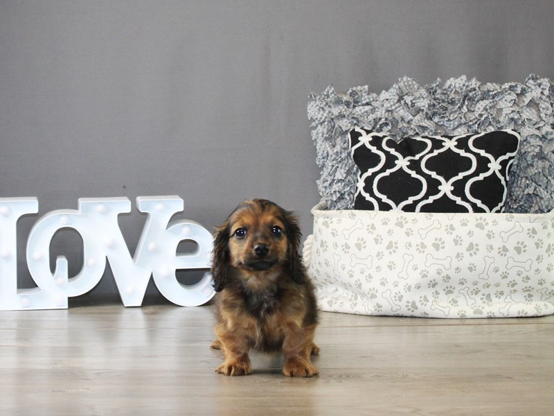 Dachshund – 20026
