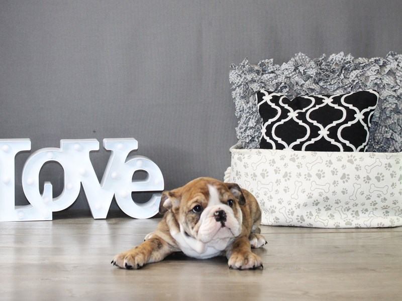 English Bulldog – 20040