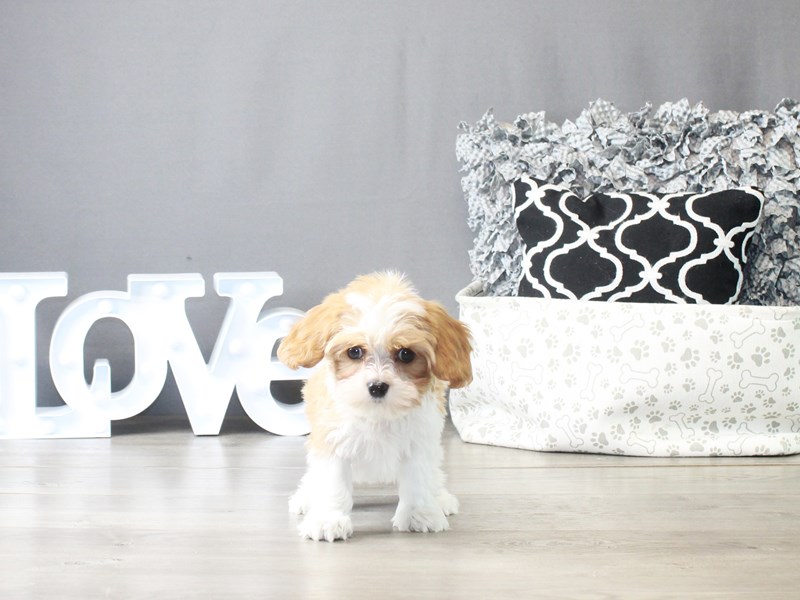 Kleekimo puppies shop for sale