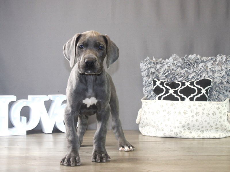 Chow chow great dane cheap
