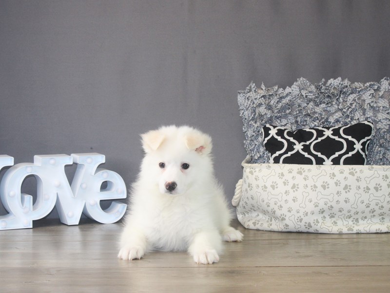 Petland dogs best sale