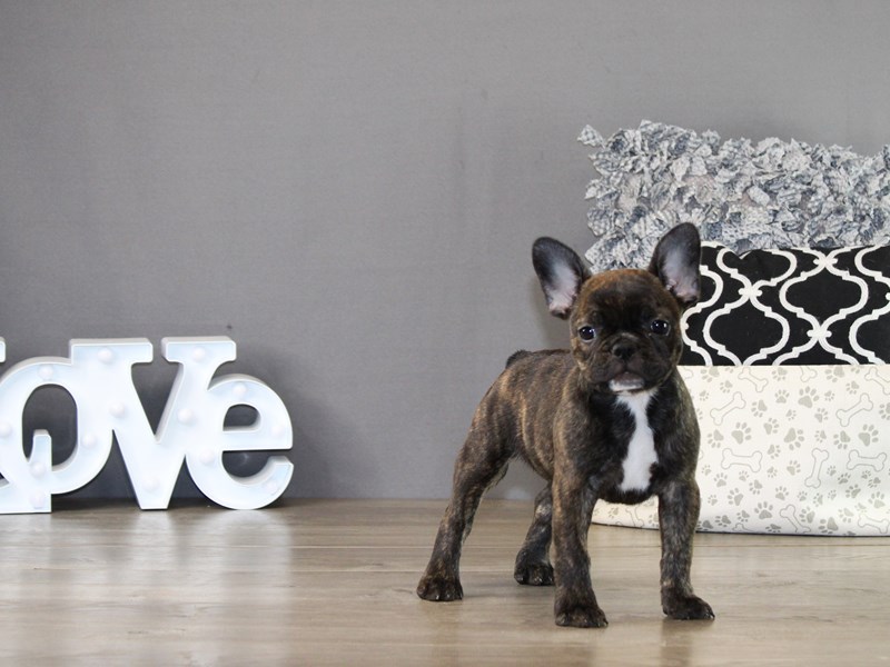 Ckc Register A Dog Ckc Pedigree Ckc Register My Dog Ckc Dog Top