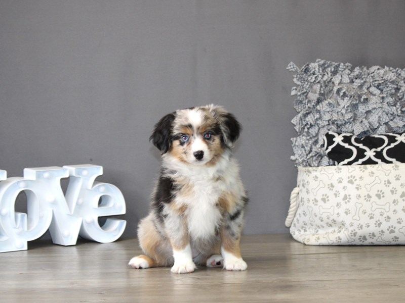 Papillon merle clearance