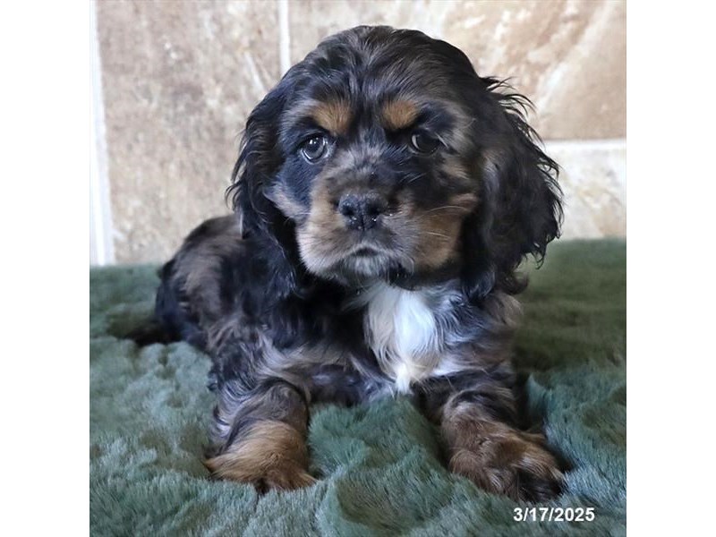 Blue Merle Cocker Spaniel Puppy Blue Merle Cavalier King Charles